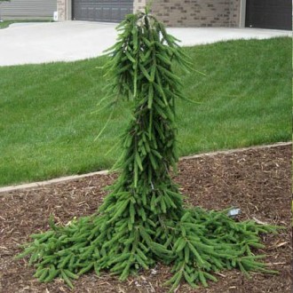 Ялина звичайна Фробург (Picea abies Frohburg) - плакуча форма з чітко вираженим . . фото 3