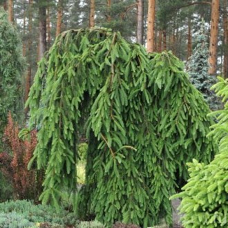 Ялина звичайна Фробург (Picea abies Frohburg) - плакуча форма з чітко вираженим . . фото 5