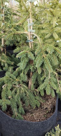 Ялина звичайна Фробург (Picea abies Frohburg) - плакуча форма з чітко вираженим . . фото 2