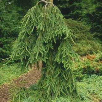 Ялина звичайна Фробург (Picea abies Frohburg) - плакуча форма з чітко вираженим . . фото 4