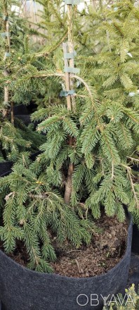 Ялина звичайна Фробург (Picea abies Frohburg) - плакуча форма з чітко вираженим . . фото 1