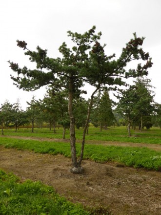 Сосна біла японська Глаука - повільноростуче вічнозелене хвойне дерево.
Цінуєтьс. . фото 7