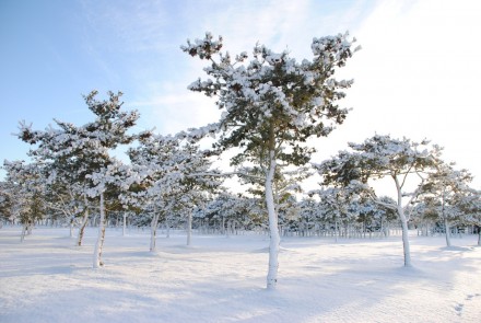 Сосна біла японська Глаука - повільноростуче вічнозелене хвойне дерево.
Цінуєтьс. . фото 3