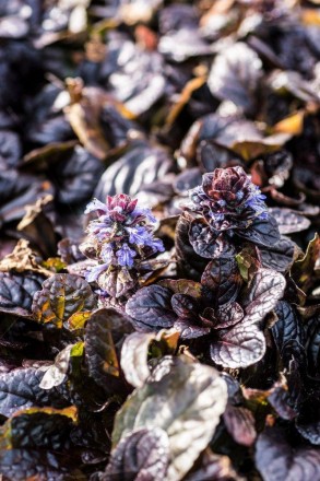 Красива грунтопокривна рослина з красивим темнопурпуровим листям.
Цвіте в червні. . фото 5