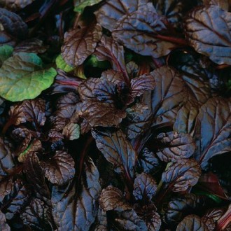 Красива грунтопокривна рослина з красивим темнопурпуровим листям.
Цвіте в червні. . фото 4