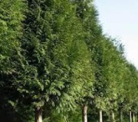  Вічнозелене колоновидне дерево з прямим вертикальним стовбуром і горизонтально-. . фото 3