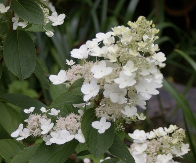 Гортензія волотиста Тардіва (Hydrangea paniculata Tardiva) - листяний красиво кв. . фото 3