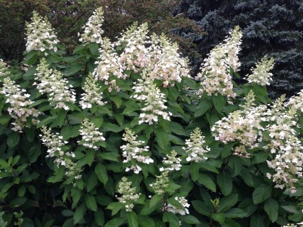 Гортензія волотиста Тардіва (Hydrangea paniculata Tardiva) - листяний красиво кв. . фото 2