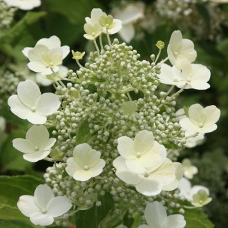 Гортензія волотиста Тардіва (Hydrangea paniculata Tardiva) - листяний красиво кв. . фото 4