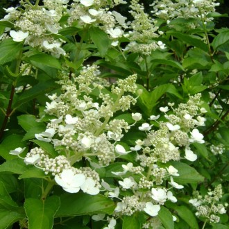 Гортензія волотиста Тардіва (Hydrangea paniculata Tardiva) - листяний красиво кв. . фото 5