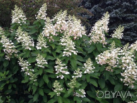 Гортензія волотиста Тардіва (Hydrangea paniculata Tardiva) - листяний красиво кв. . фото 1