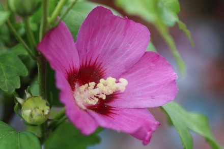 Hibiscus syriacus Russian Violet - Гібіскус сірійський Russian Violet.
Чагарник . . фото 2
