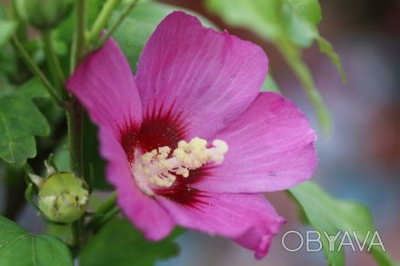Hibiscus syriacus Russian Violet - Гібіскус сірійський Russian Violet.
Чагарник . . фото 1