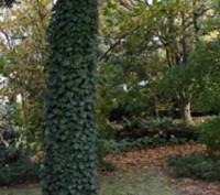 Декоративна швидкозростаюча вічнозелена ліана, підійматися по опорі на висоту до. . фото 5
