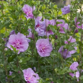 Гібіскус сірійський Lavender Chiffon - багаторічна декоративна рослина із рясним. . фото 4