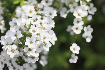 Розмір: висота до 1,5 м.
Цвітіння: білі квіти зібраними в зонтикоподібних суцвіт. . фото 6