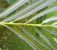 Верба прутовидна (Salix viminalis L.) – це дводомна лікарська рослина, яка відно. . фото 7