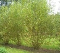 Верба прутовидна (Salix viminalis L.) – це дводомна лікарська рослина, яка відно. . фото 5