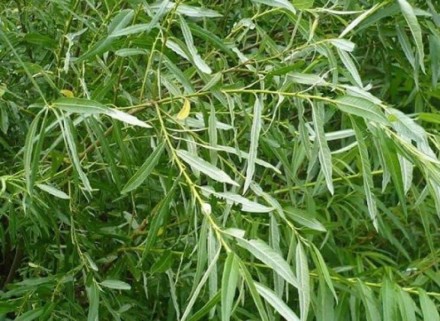 Верба прутовидна (Salix viminalis L.) – це дводомна лікарська рослина, яка відно. . фото 3