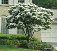 Декоративний чагарник або не високе дерево до 4 - 5 м заввишки.
Квітки білі , ок. . фото 4