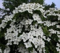 Декоративний чагарник або не високе дерево до 4 - 5 м заввишки.
Квітки білі , ок. . фото 2