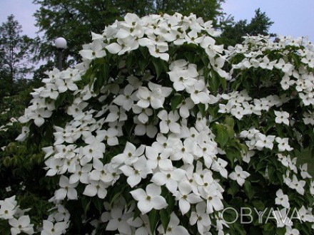 Декоративний чагарник або не високе дерево до 4 - 5 м заввишки.
Квітки білі , ок. . фото 1