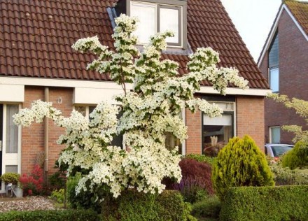 Декоративний чагарник або не високе дерево до 4 - 5 м заввишки.
Квітки білі із з. . фото 9