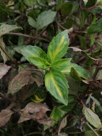 М'ята перцева, вона ж англійська - багаторічна трав'яниста рослина висотою до ме. . фото 2