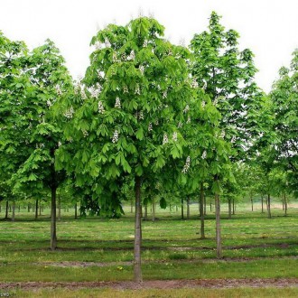 Каштан є декоративною рослиною, що належать до групи листопадних дерев. Його сад. . фото 4