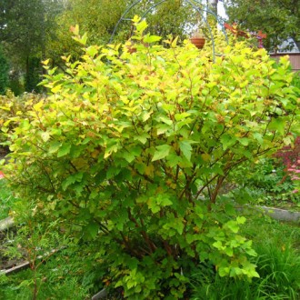 Швидко зростаючий, розлогий, листопадний кущ інтенсивного забарвлення родом з Пі. . фото 6