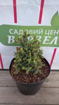 Ялина звичайна Ехініформіс/PICEA abies Echinifomis С 10d10. Ворзель. фото 1 Ялина звичайна Ехініформіс/PICEA abies Echinifomis С 10d10. Ворзель. фото 1