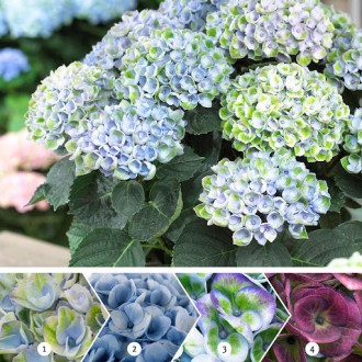 Magical® 'Revolution Blue' - це немахрові квіти розташовані дуже щільно, за раху. . фото 6