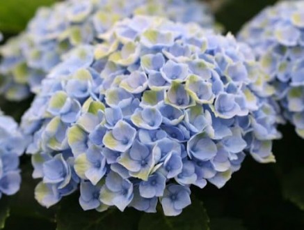 Magical® 'Revolution Blue' - це немахрові квіти розташовані дуже щільно, за раху. . фото 3
