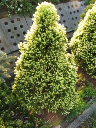 Форма: карликова конусоподібна хвойна вічнозелена рослина.
Швидкість зростання: . . фото 3