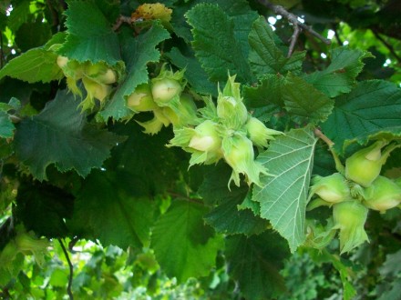 Ліщина або лісовий горіх – рослина роду ліщина з сімейства березових. Це листопа. . фото 7