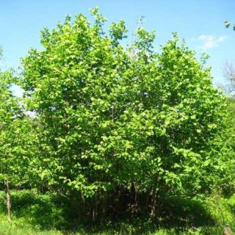 Ліщина або лісовий горіх – рослина роду ліщина з сімейства березових. Це листопа. . фото 6