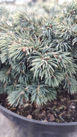 Picea pungens Kuba.
Рідкісний сорт.
Карликова, трохи сплющена, сферична, щільна . . фото 7