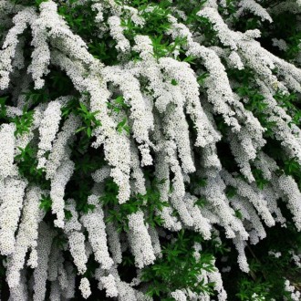 Спирея серая Грефшем / С5 / Spiraea cinerea Grefsheim. Балаклея. фото 1 Спирея серая Грефшем / С5 / Spiraea cinerea Grefsheim. Балаклея. фото 1