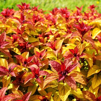 Спирея японская Мерло Стар / Р9 / Spiraea japonica Merlo Star. Балаклея. фото 1 Спирея японская Мерло Стар / Р9 / Spiraea japonica Merlo Star. Балаклея. фото 1