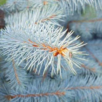 Ель голубая Супер Блю Сидлинг / Picea pungens Super Blue Seedling
Цвет зависит о. . фото 3