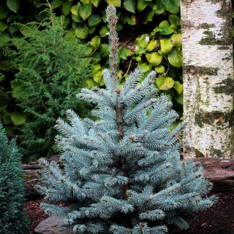 Ель голубая Супер Блю Сидлинг / Picea pungens Super Blue Seedling
Цвет зависит о. . фото 2