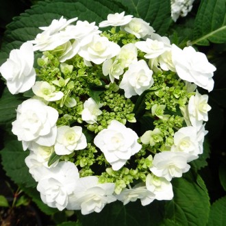Гортензия Доппио Бианко / С2 / Hydrangea Doppio Bianco. Балаклея. фото 1 Гортензия Доппио Бианко / С2 / Hydrangea Doppio Bianco. Балаклея. фото 1
