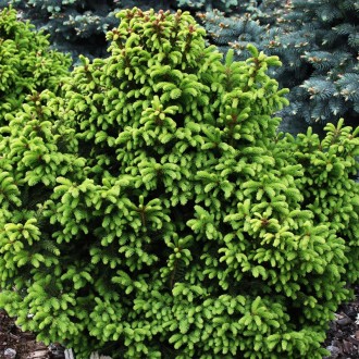 Ель обыкновенная Олендорфи / Picea abies Ohlendorffii
Медленно растущая карликов. . фото 2
