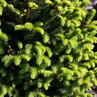 Ель обыкновенная Олендорфи / Picea abies Ohlendorffii
Медленно растущая карликов. . фото 4
