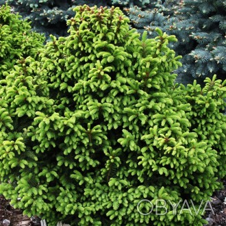 Ель обыкновенная Олендорфи / Picea abies Ohlendorffii
Медленно растущая карликов. . фото 1