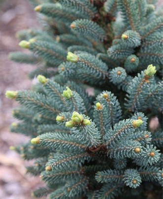 Ель лицзянская Миттенвальд / Picea likiangensis 'Mittenwald HB'
Редкий сорт ели.. . фото 3