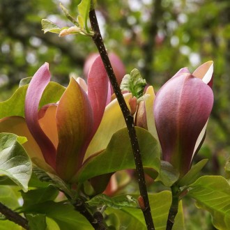Магнолия бруклинская Ева Мария / Magnolia brooklynensis Eva Maria
Кустарник или . . фото 2
