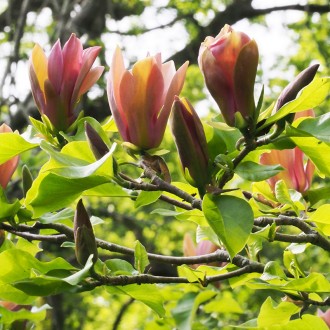 Магнолия бруклинская Ева Мария / Magnolia brooklynensis Eva Maria
Кустарник или . . фото 5