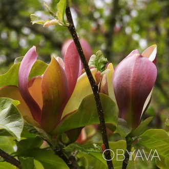 Магнолия бруклинская Ева Мария / Magnolia brooklynensis Eva Maria
Кустарник или . . фото 1