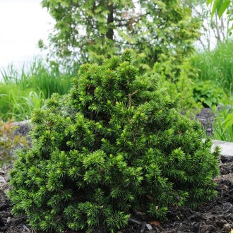 Ель карликовая Томпа / Picea abies Tompa
Карликовая широко-конусовидная форма ел. . фото 4